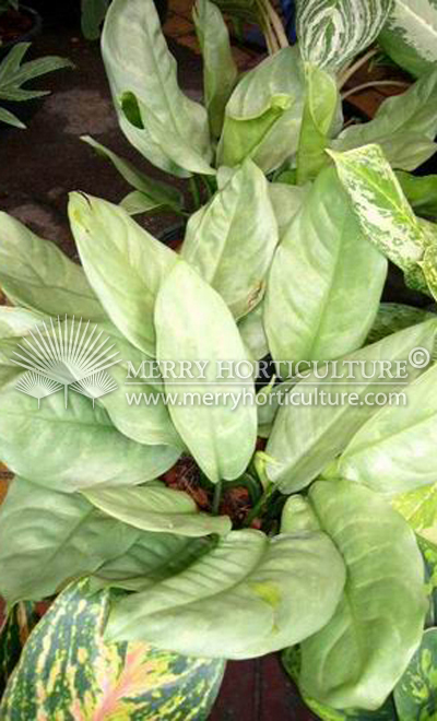 Aglaonema silver